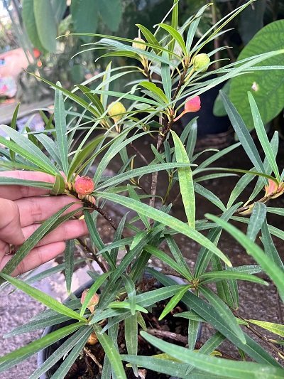 Ficus ischnopoda