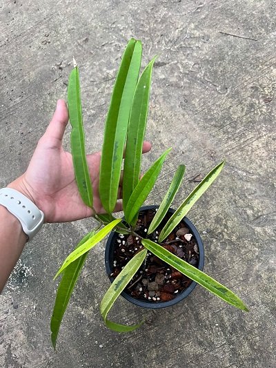Ficus maclellandii variegated