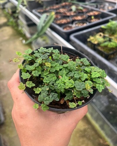 Oak Leaf Creeping Fig