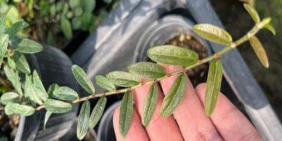 Ficus ruginervia