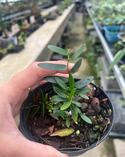 Ficus ruginervia