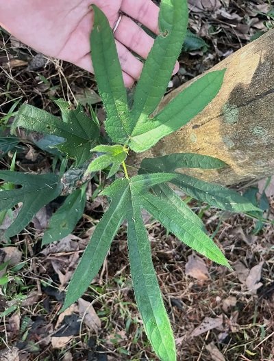 Ficus simplicissima