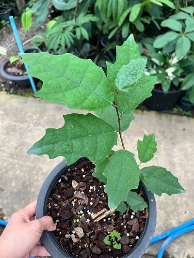 Ficus sp.