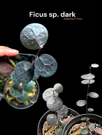 Ficus sp. dark