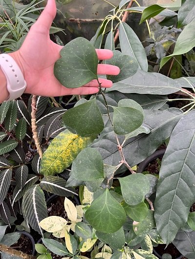 Ficus sp.