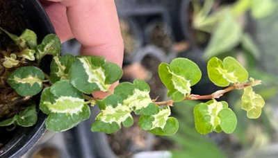 Ficus sp. tricolor