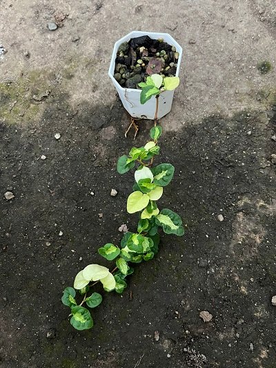 Ficus sp. variegated from Japan