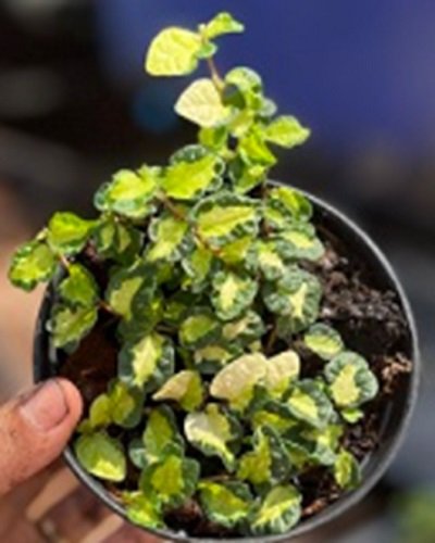 Ficus sp. variegated from Japan