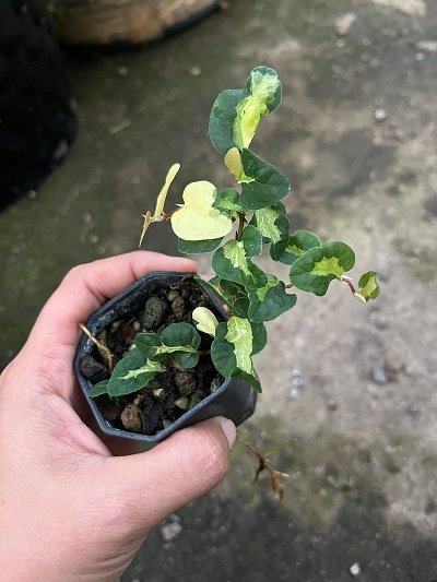 Ficus sp. variegated from Japan