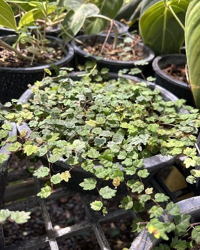 Ficus thunbergii