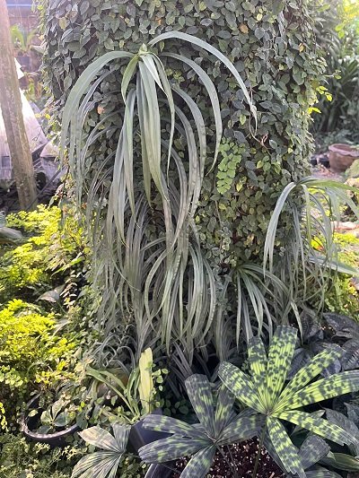 Freycinetia sp. Silver