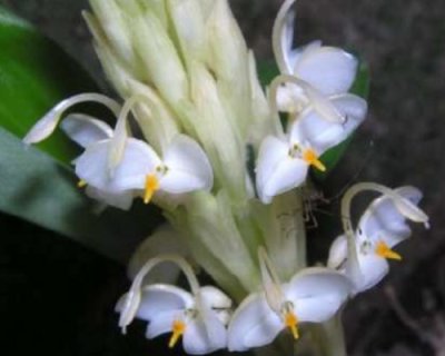 Gagnepainia godefroyi