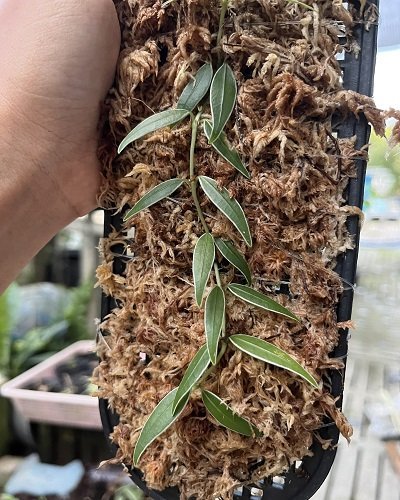 Gesneria sp. from Sarawak