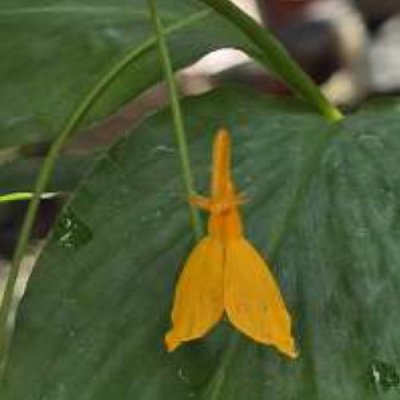 Globba aranyaniae