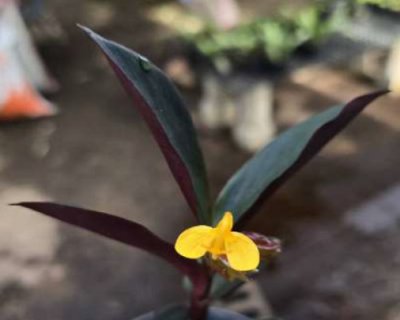 Globba dasyantha