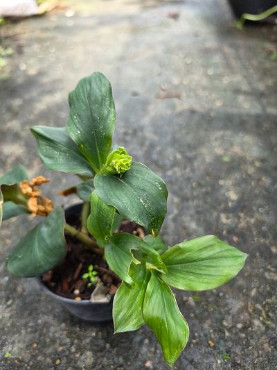 Globba dasycarpa green