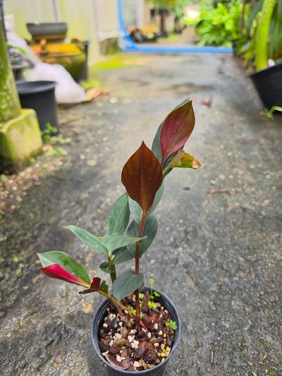 Globba dasycarpa red