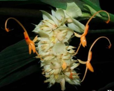 Globba hilaris
