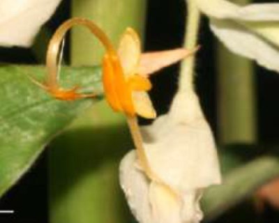 Globba impar