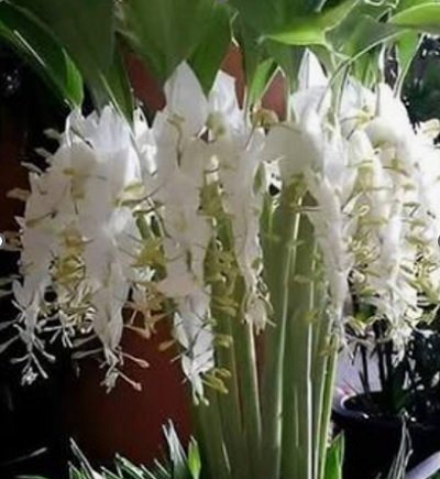 Globba laeta