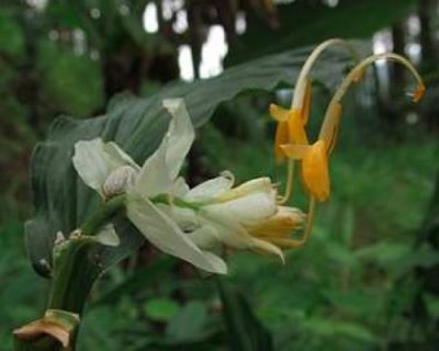 Globba laeta