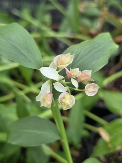 Globba rosea pink