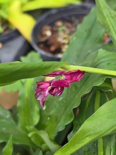 Globba rosea red