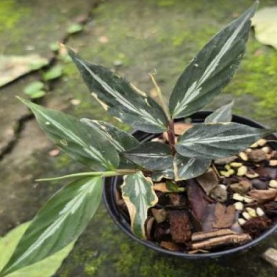 Globba sp. Ranong