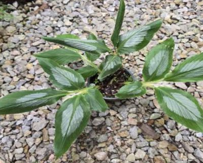 Globba subtrigosa