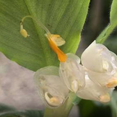 Globba subtrigosa