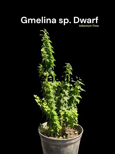 Gmelina sp. Dwarf