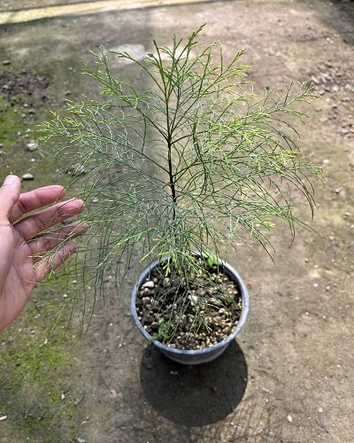 Gymnostoma nobile