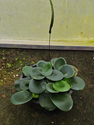 Hemionitis alleniae