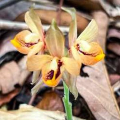 Hemiorchis burmanica