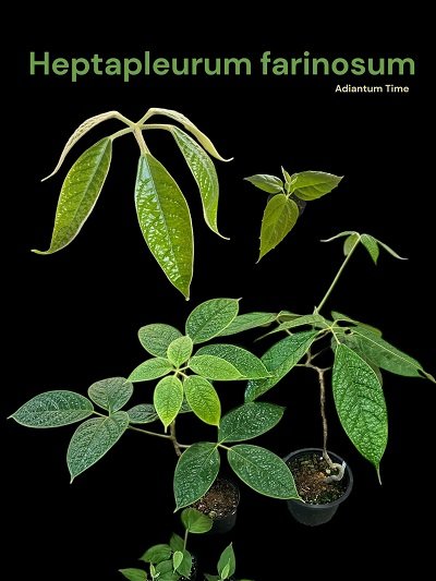 Heptapleurum farinosum