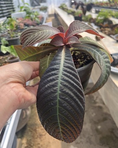 Hoffmannia ghiesbreghtii