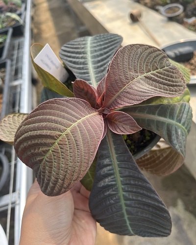 Hoffmannia ghiesbreghtii