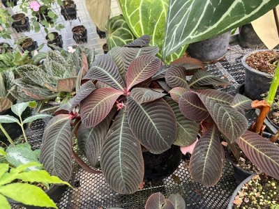 Hoffmannia ghiesbreghtii