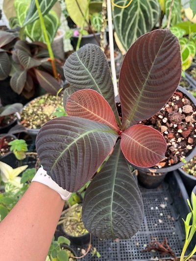 Hoffmannia ghiesbreghtii