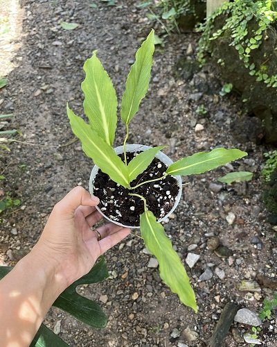 Homalomena sp.