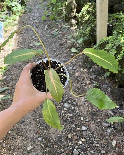 Homalomena sp.