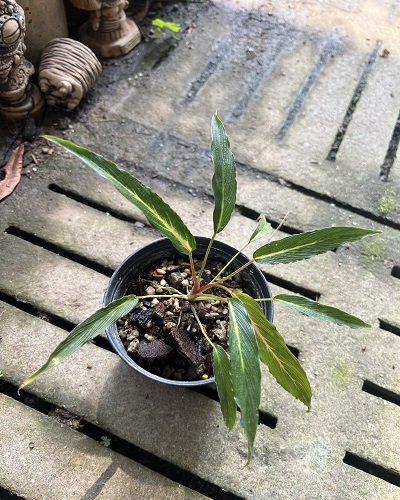 Homalomena sp.