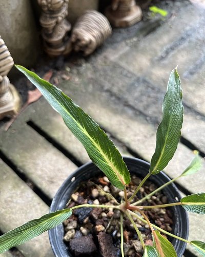 Homalomena sp.