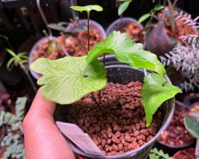 Hymenasplenium cardiophyllum