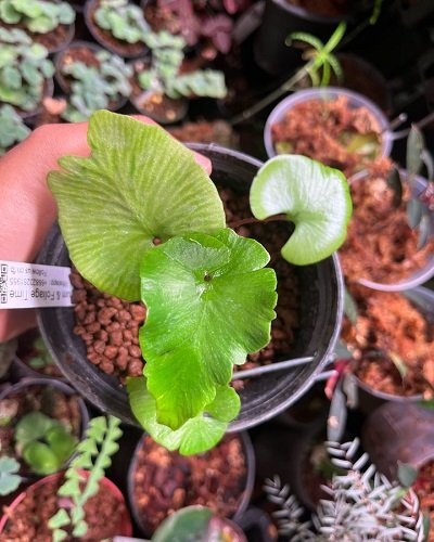 Hymenasplenium cardiophyllum