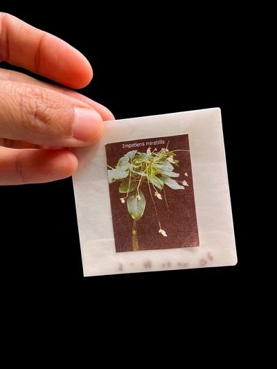 Impatiens mirabilis (Seeds)