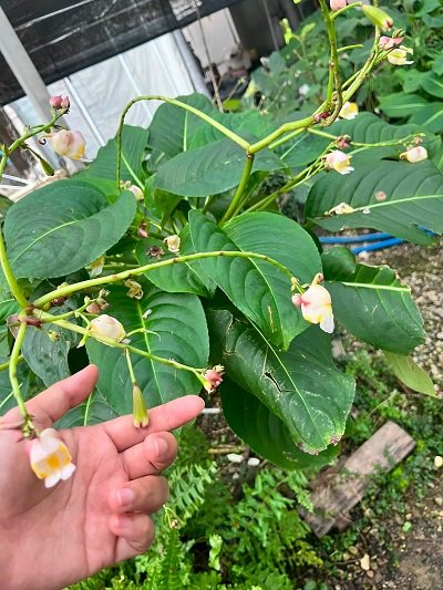 Impatiens mirabilis_400x500