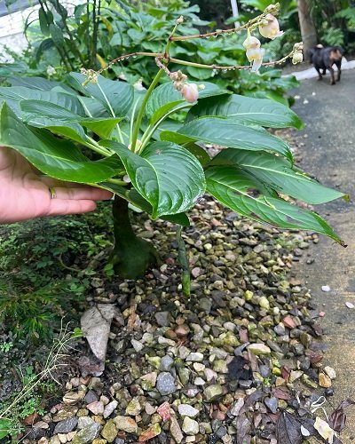 Impatiens mirabilis