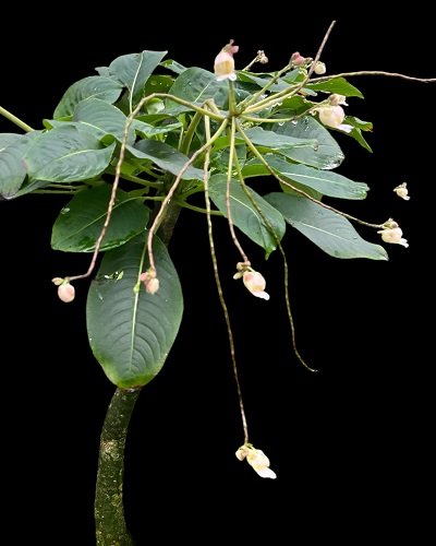 Impatiens mirabilis