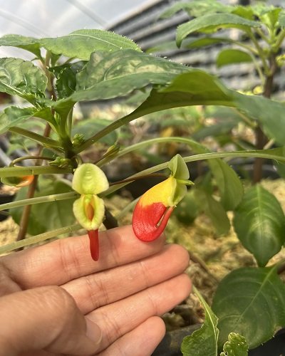 Impatiens niamniamensis
